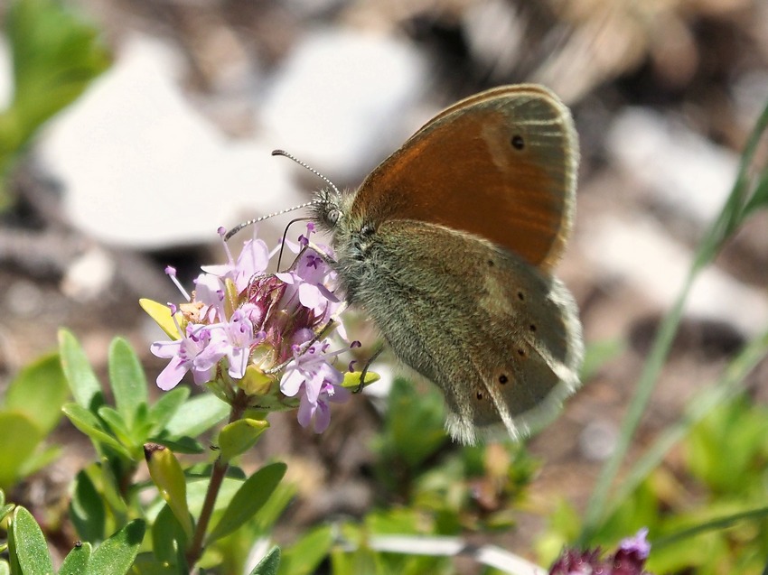 Coenonympha rhodopensis